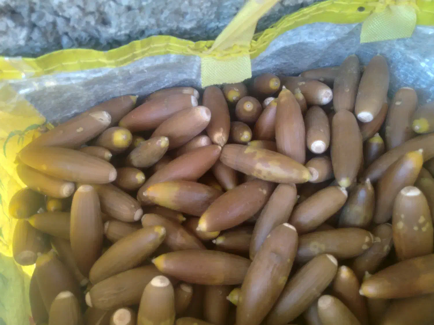 بلوط|گل و گیاه طبیعی|ملکشاهی, |دیوار