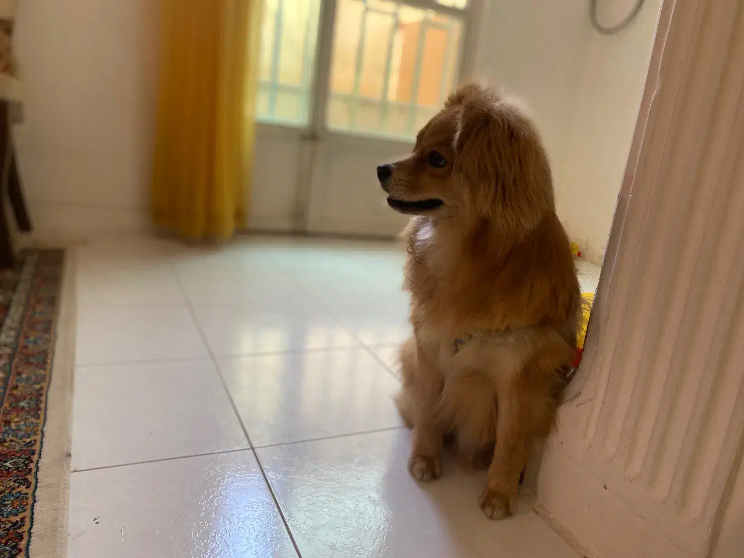 سگ پامر اشپیتز|سگ|خرم‌آباد, |دیوار