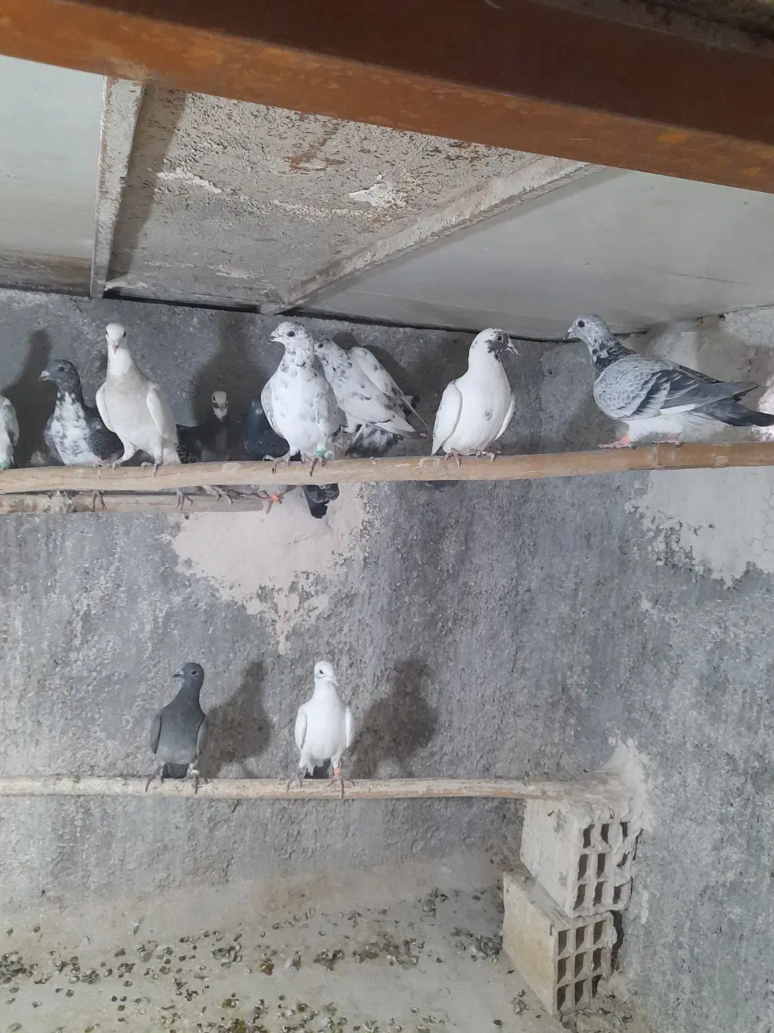 کبوتر پلاکی|پرنده|اردکان, |دیوار