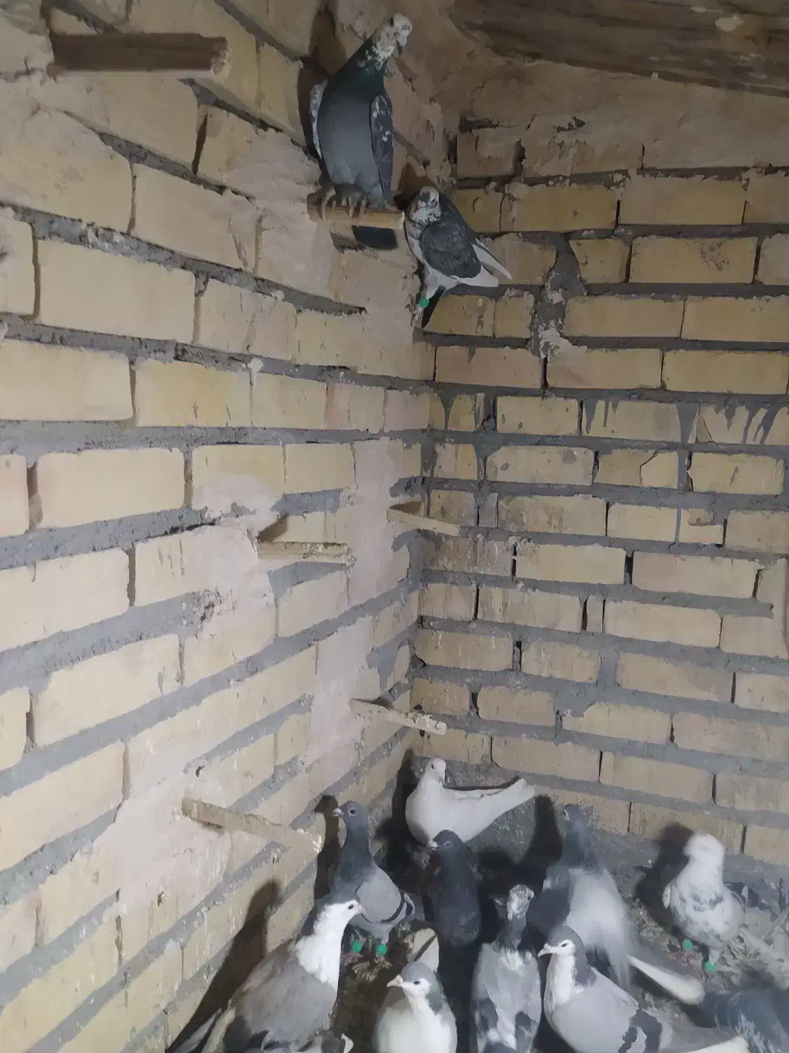 کفتر پرنده|پرنده|مشهد, فرخد|دیوار