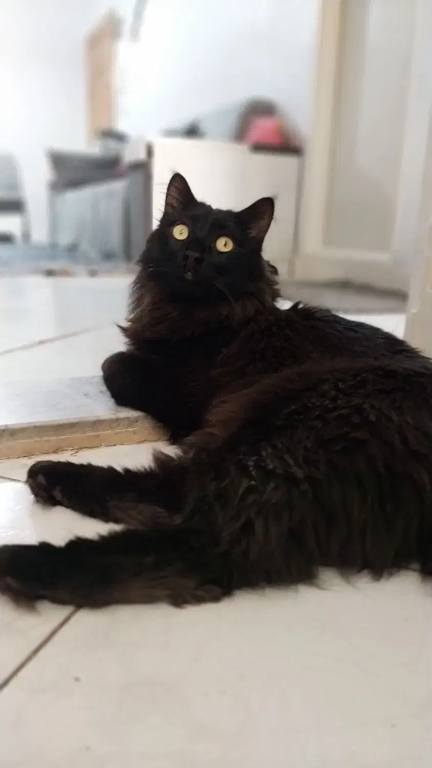 گربه Dlh پسر ۲ ساله حرف گوش کن و خوش انرژی|گربه|تهران, جیحون|دیوار