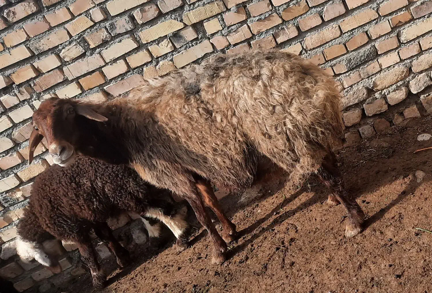 میش درجه یک با بره بزرگ نر|حیوانات مزرعه|مشهد, توس فردوسی|دیوار