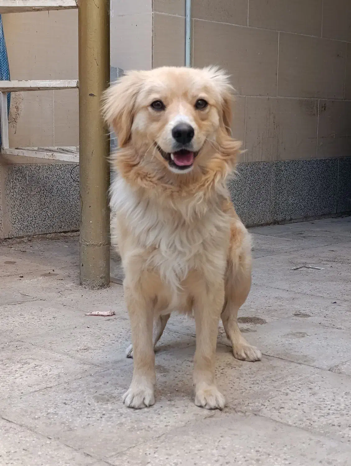 پاپی نر|سگ|تربت جام, خیرآباد|دیوار