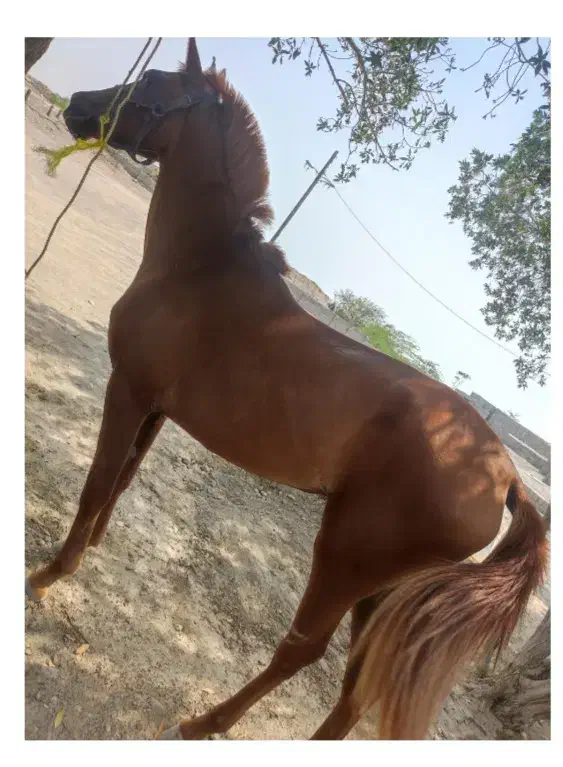 مادیان آبستن|اسب و تجهیزات اسب‌سواری|میناب, |دیوار