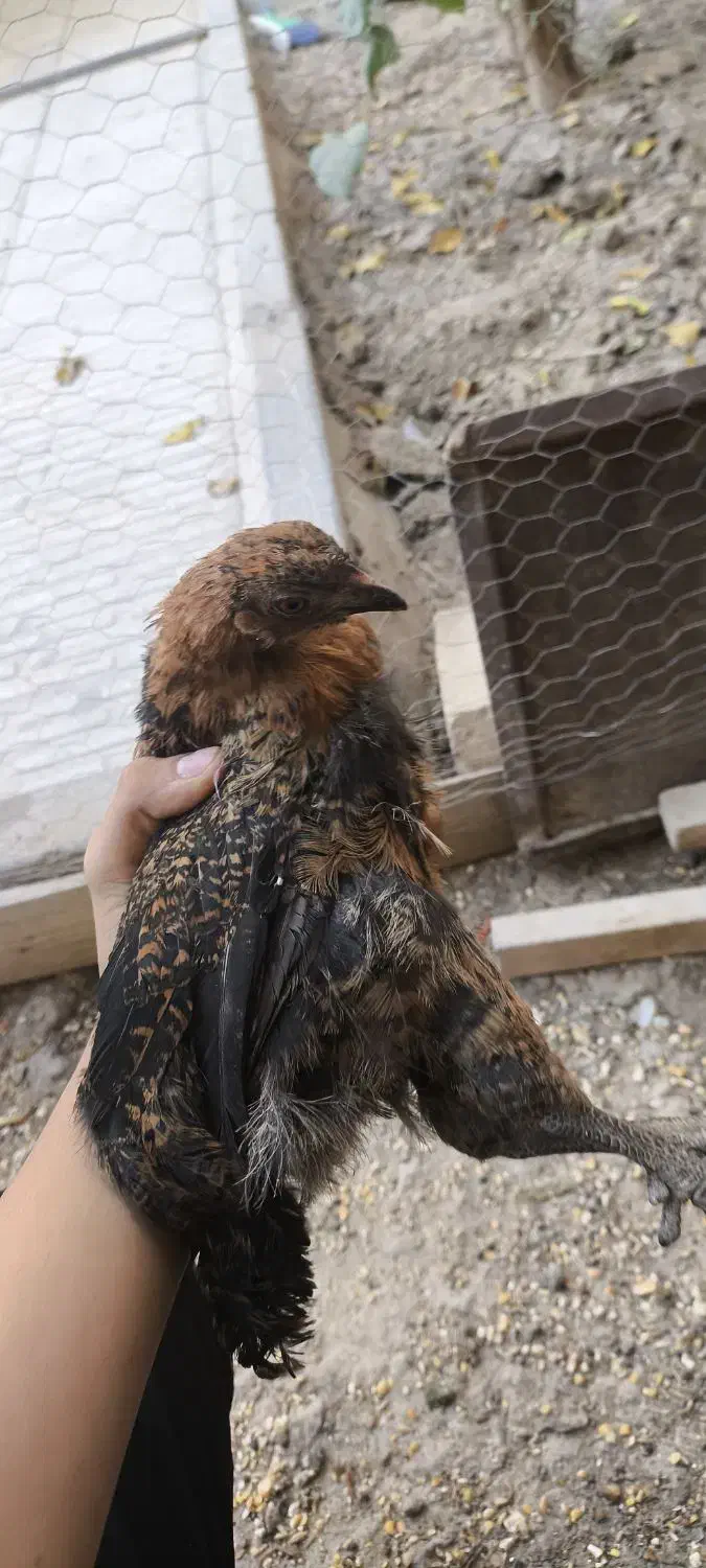 جوجه مرغ محلی|حیوانات مزرعه|اصفهان, کشاورزی|دیوار