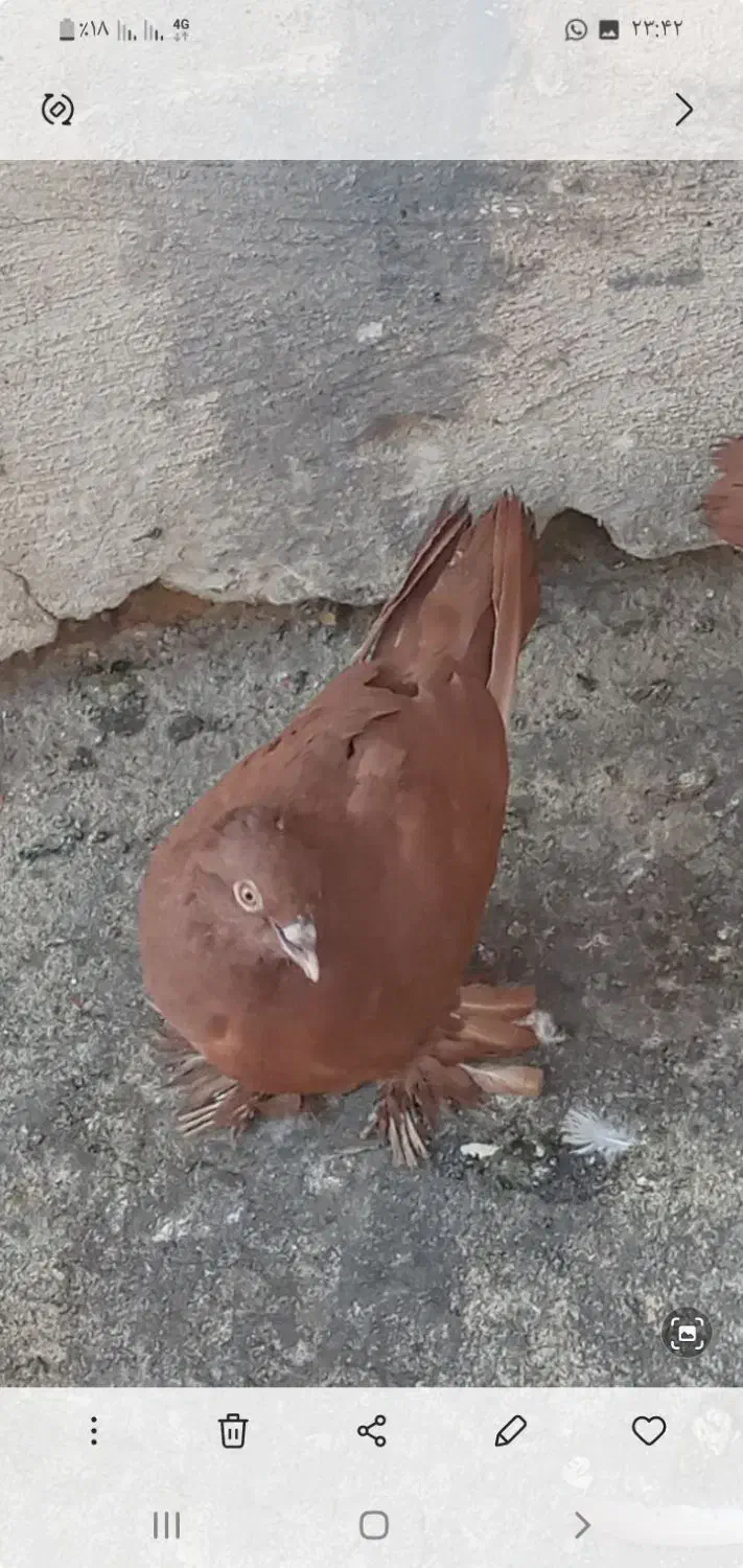 کفتر کبوتر راعبی رواعب با قفس دو طبقه|پرنده|قم, سالاریه|دیوار