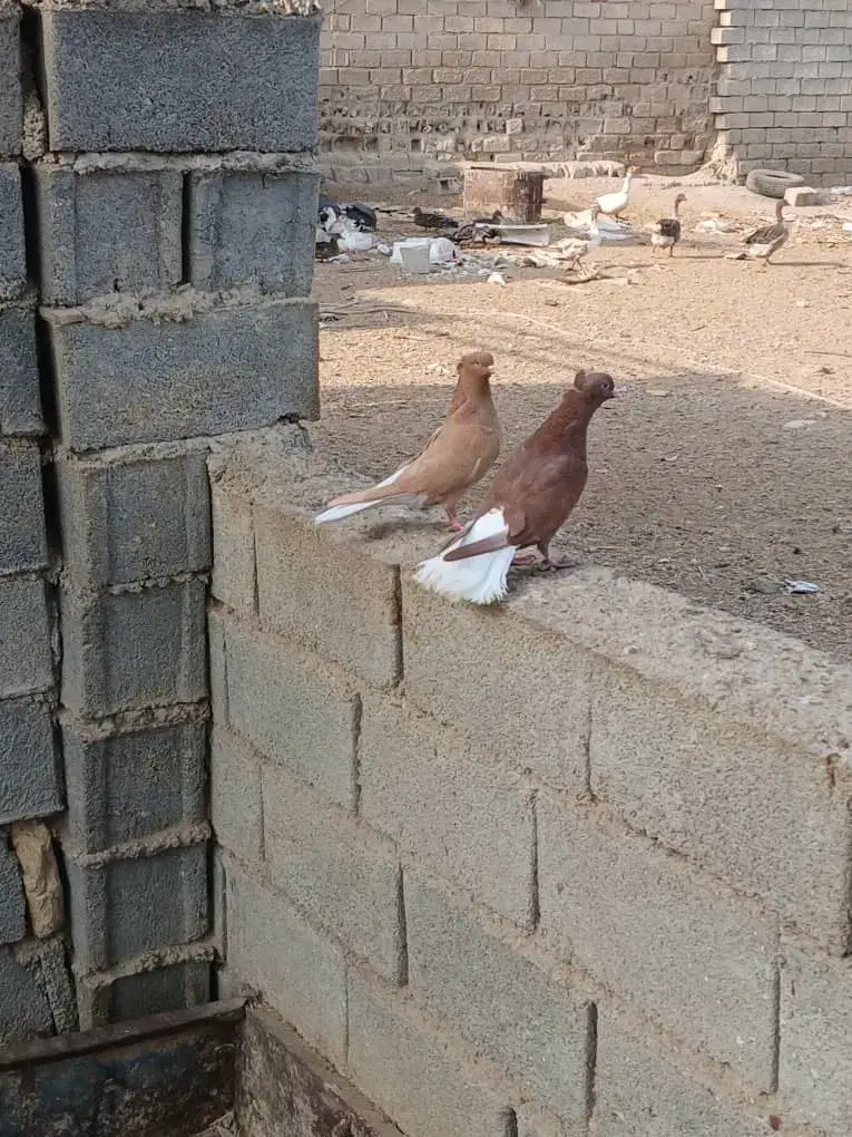 فوری|پرنده|رامشیر, |دیوار