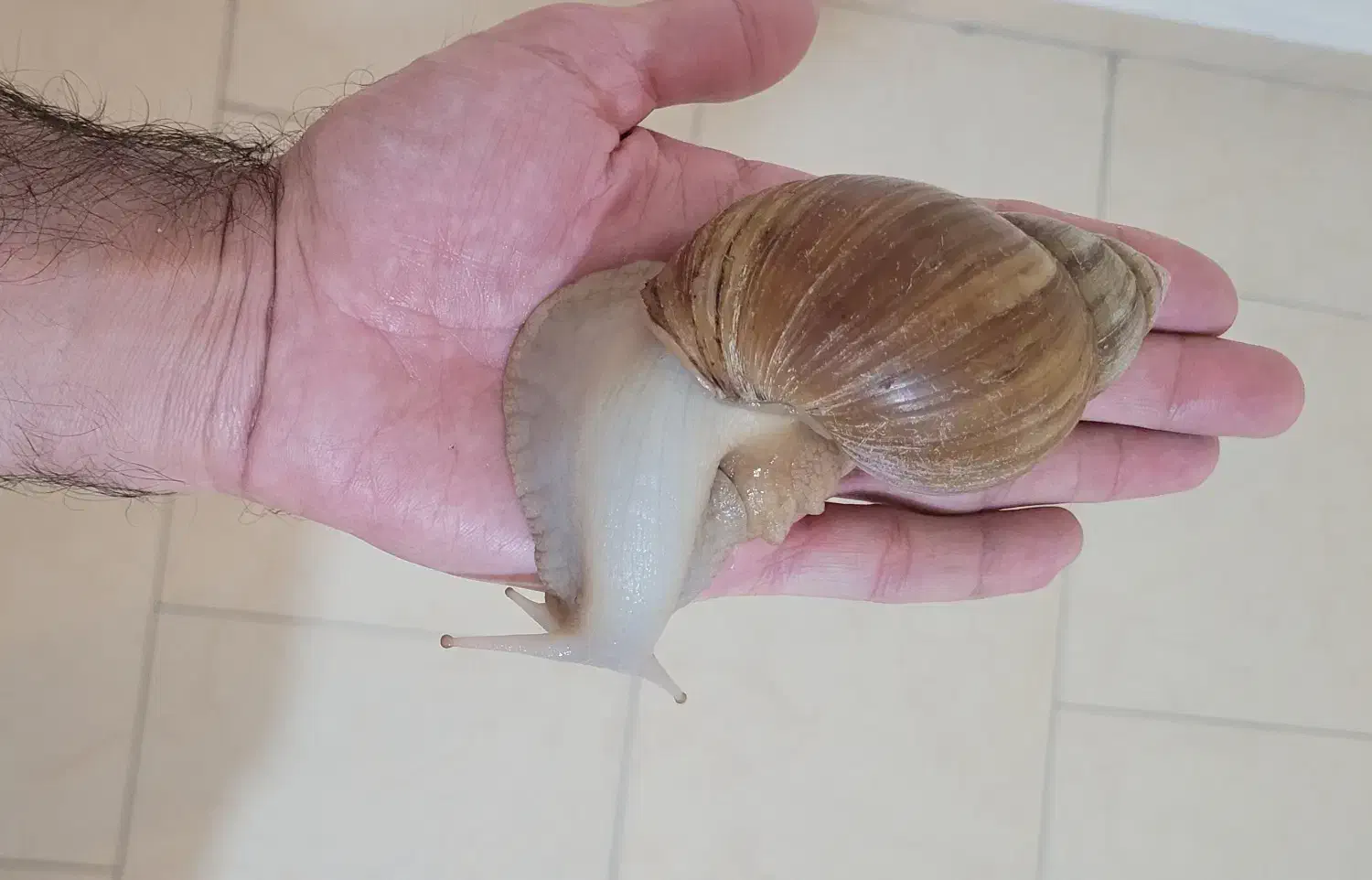 حلزون آفریقایی مولد|خزنده|تهران, تهرانپارس شرقی|دیوار