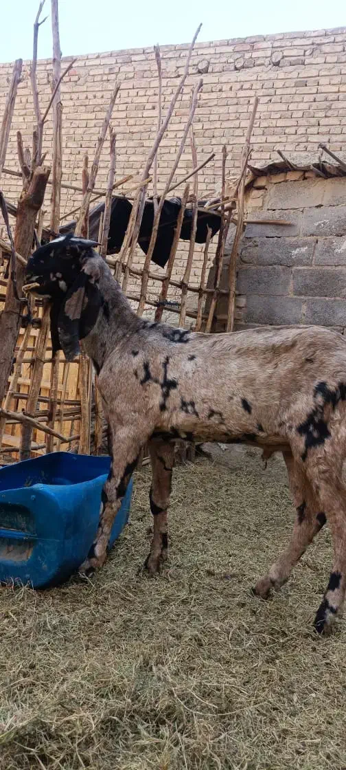 پنجاپ‌نر‌اصل|حیوانات مزرعه|سراوان, |دیوار