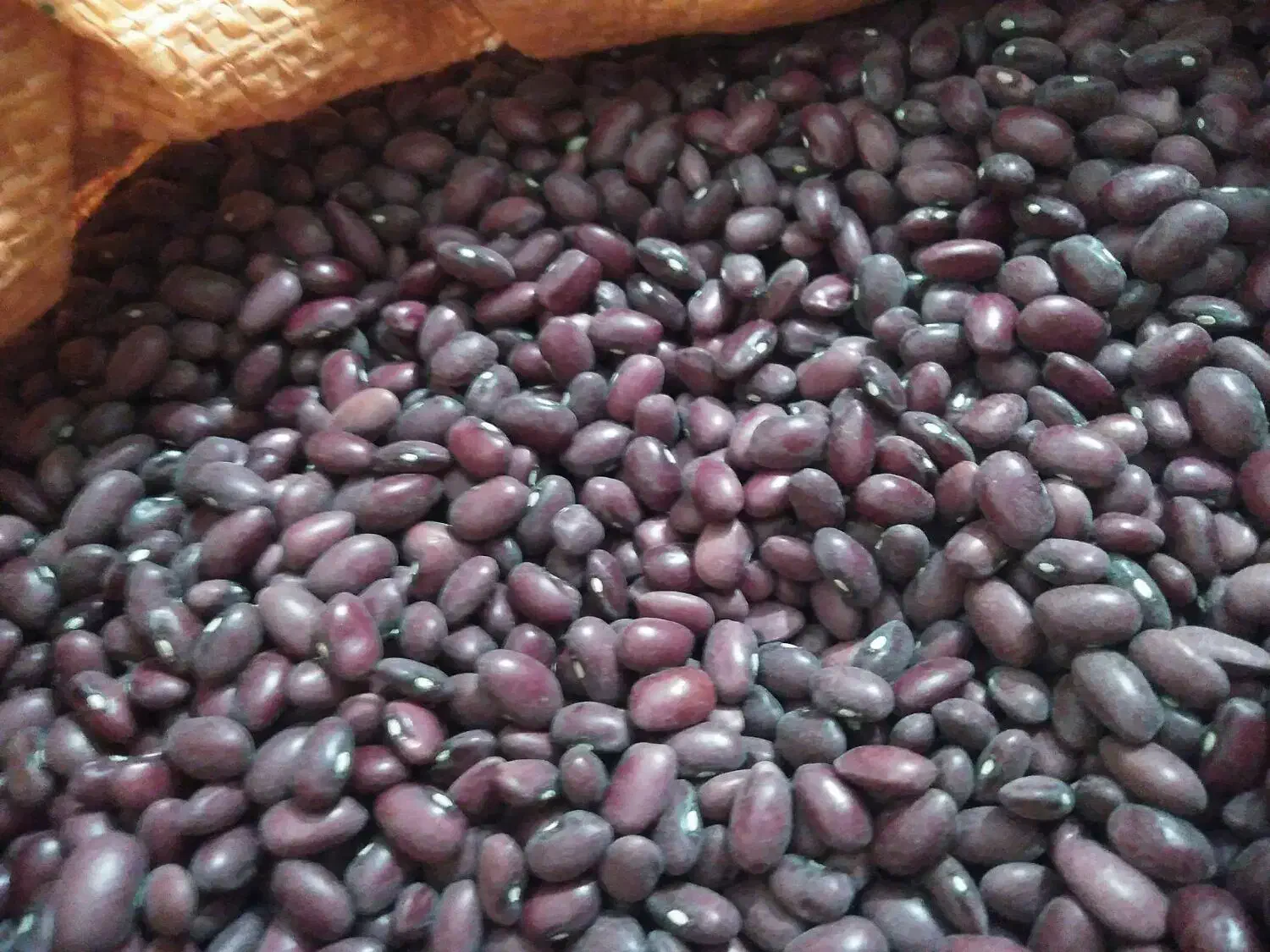 فروس لوبیا قرمز|خوردنی و آشامیدنی|قیدار, |دیوار