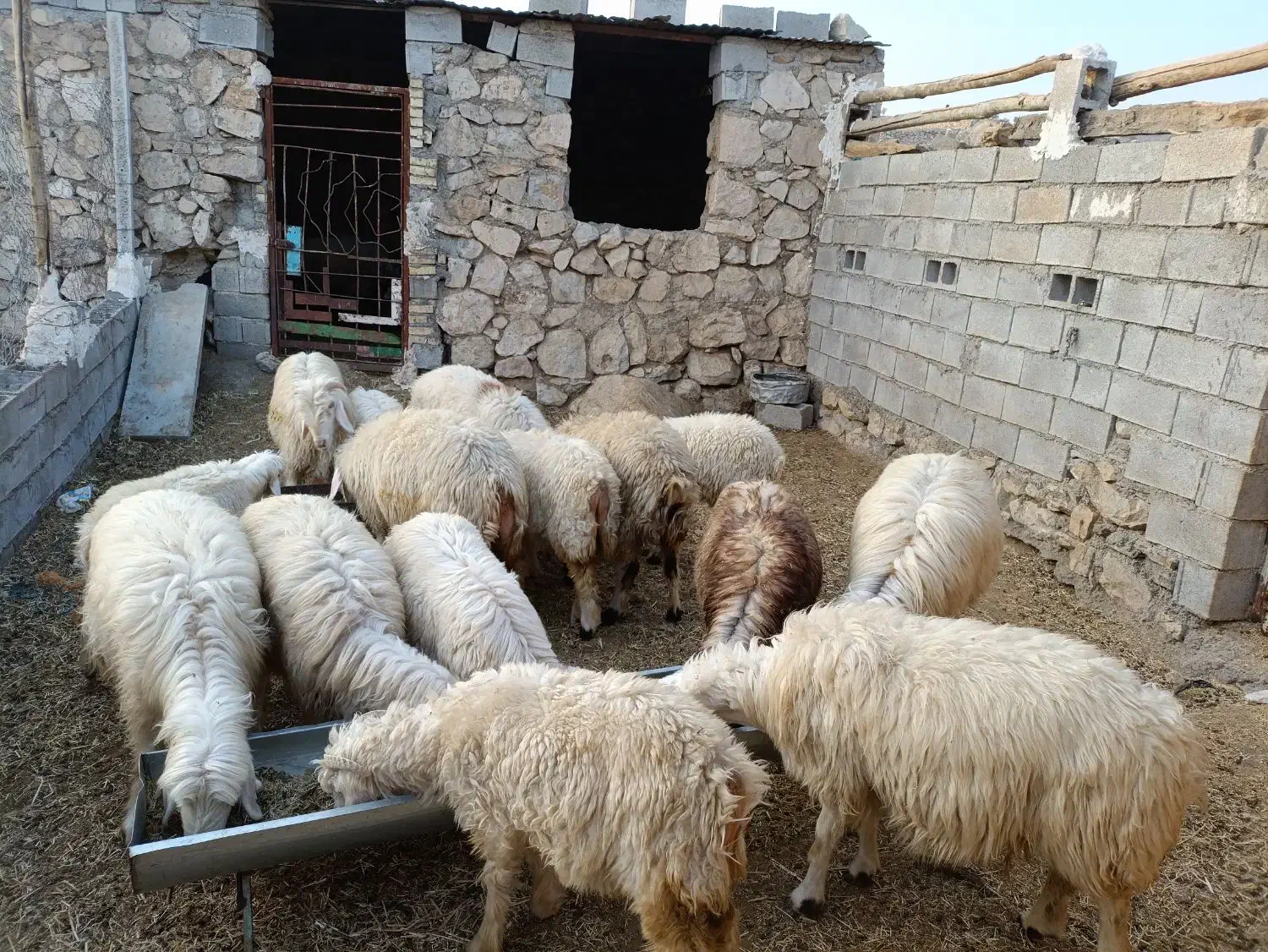 گوسفند|حیوانات مزرعه|لیکک, |دیوار