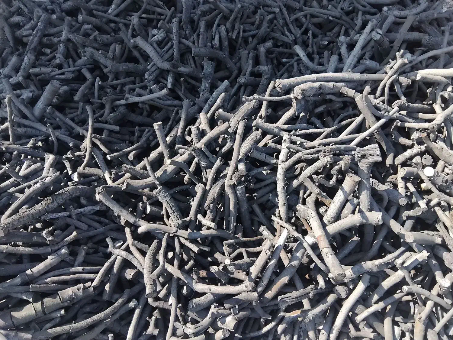 زغال پسته(سرشاخ-قلم)|عمده‌فروشی|سیرجان, |دیوار