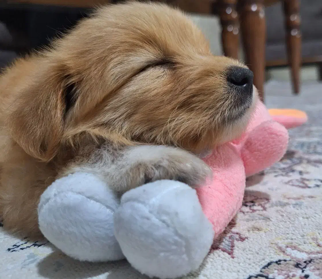 توله سگ|سگ|کرج, عظیمیه|دیوار