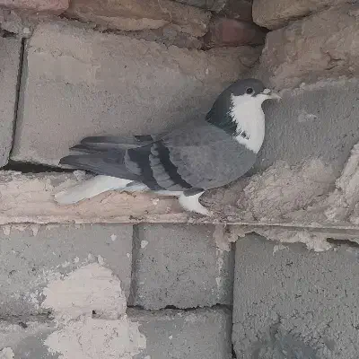 کفتر معاوضه|پرنده|فردوس (خراسان), |دیوار