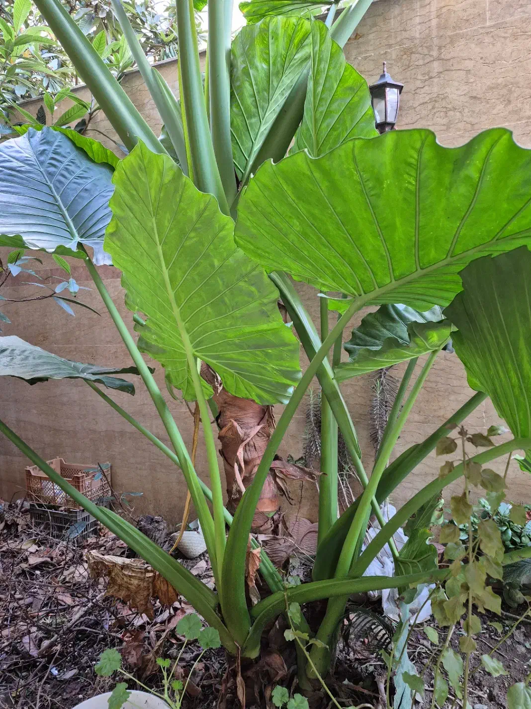 گل بابا آدم|گل و گیاه طبیعی|رشت, نامجو|دیوار