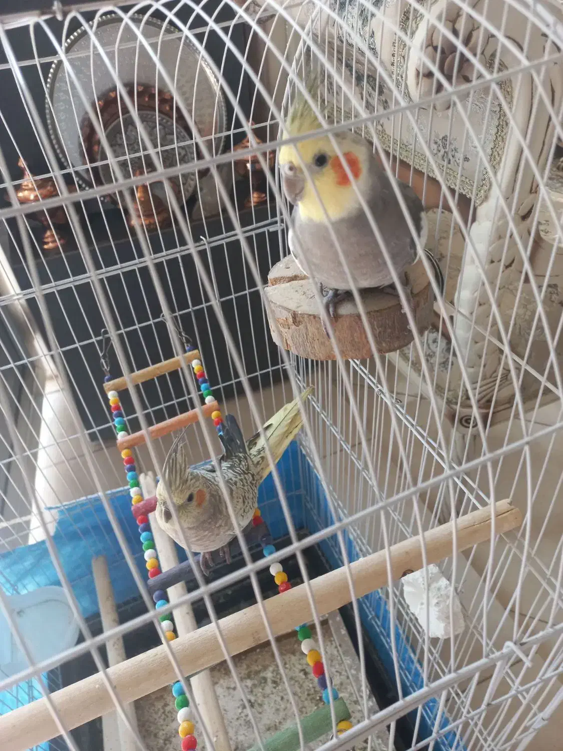 پرنده|پرنده|قزوین, |دیوار