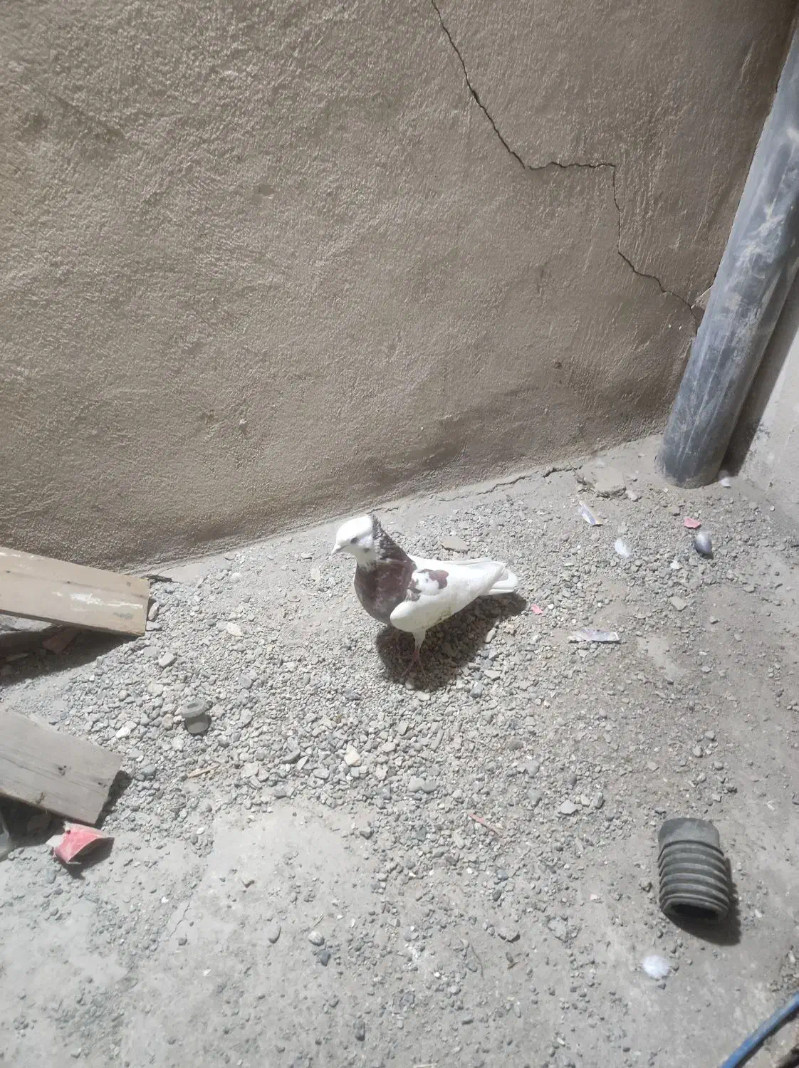 کفتر زور دار|پرنده|کرمانشاه, |دیوار