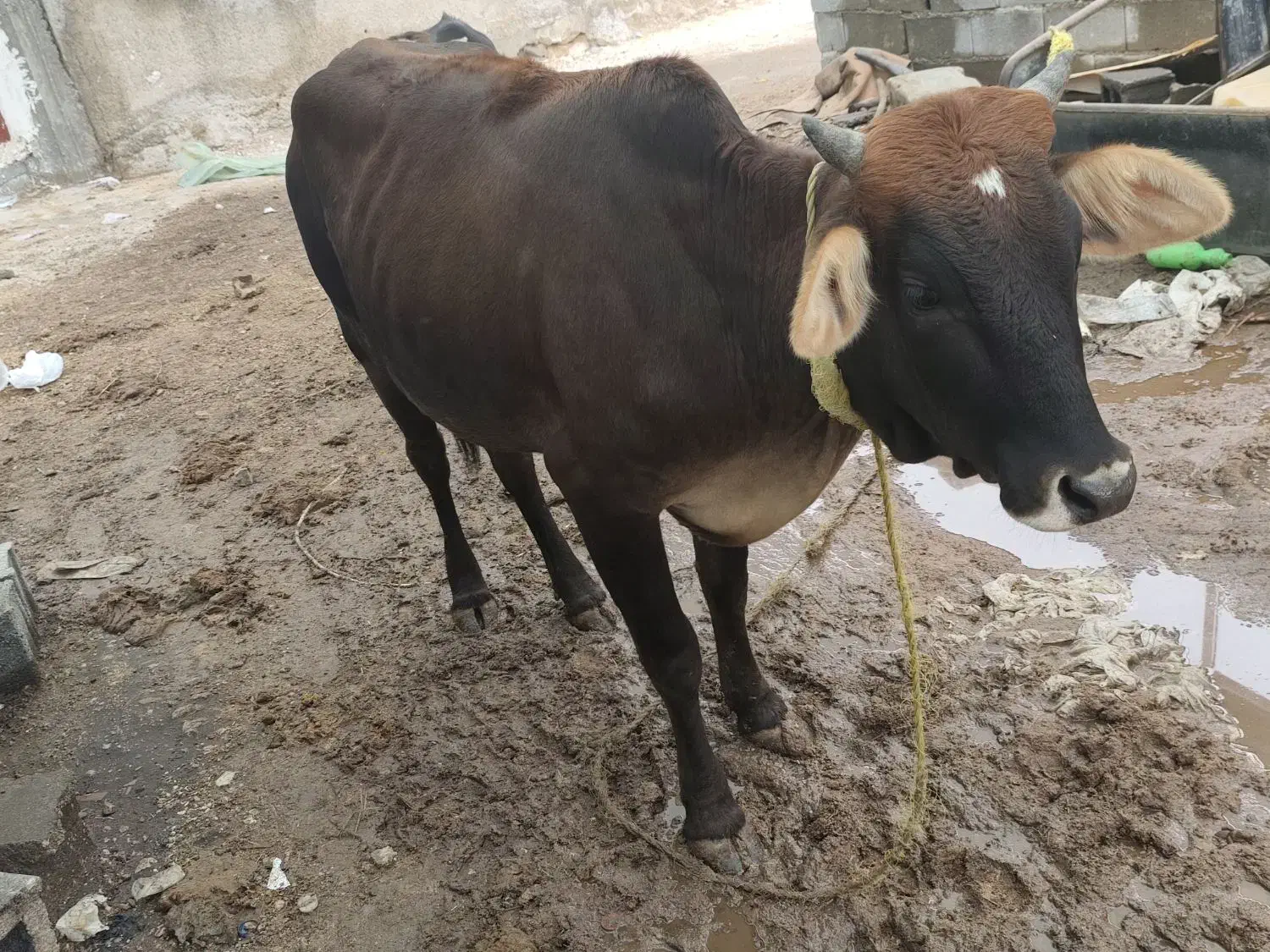 گاو|حیوانات مزرعه|سیراف, |دیوار