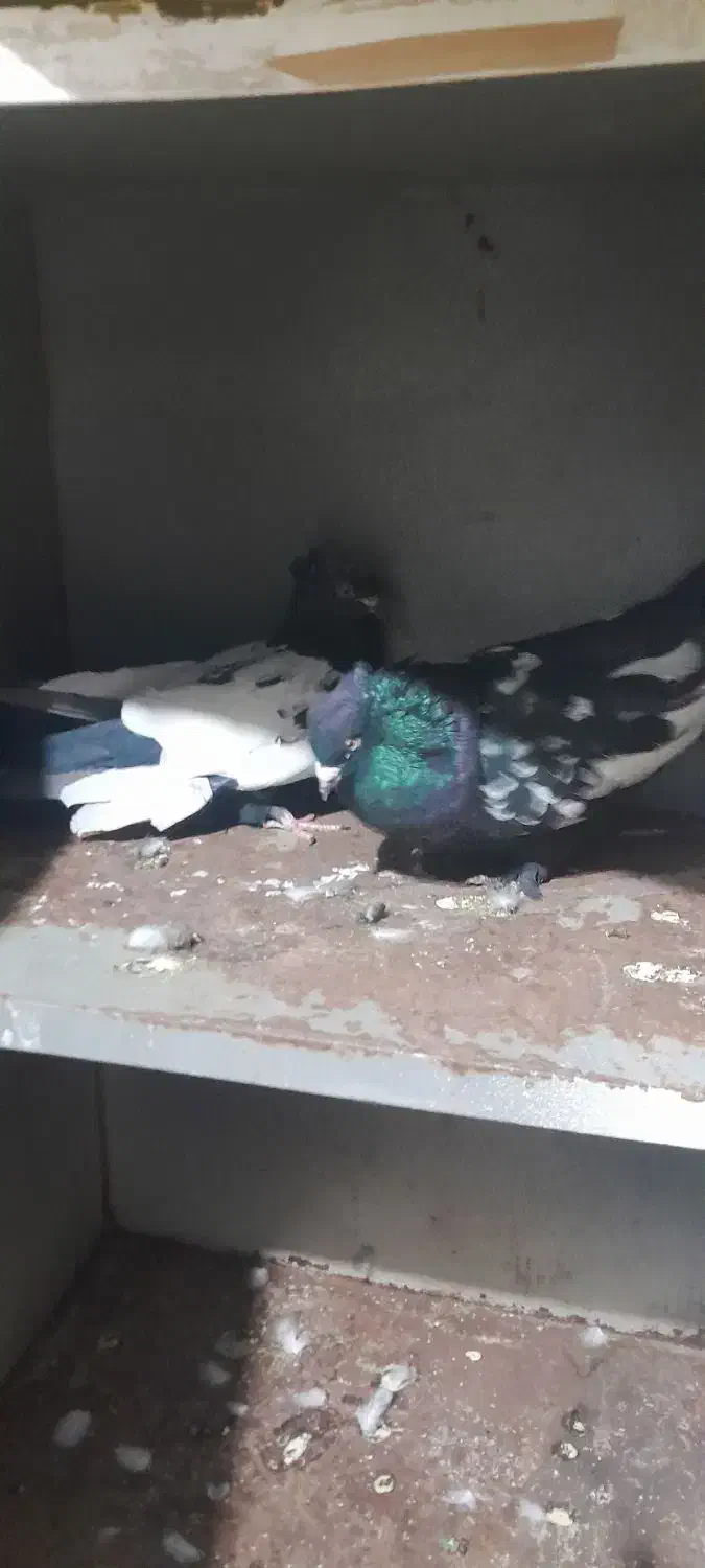 یک جفت سینه سیاه|پرنده|مرودشت, فرهنگ|دیوار