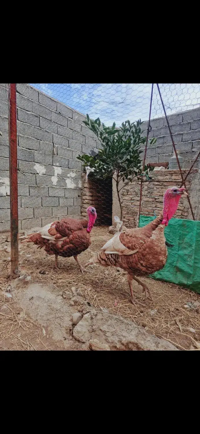 تخم بوقلمون نژاد بوربون آمریکا|حیوانات مزرعه|گرگان, |دیوار