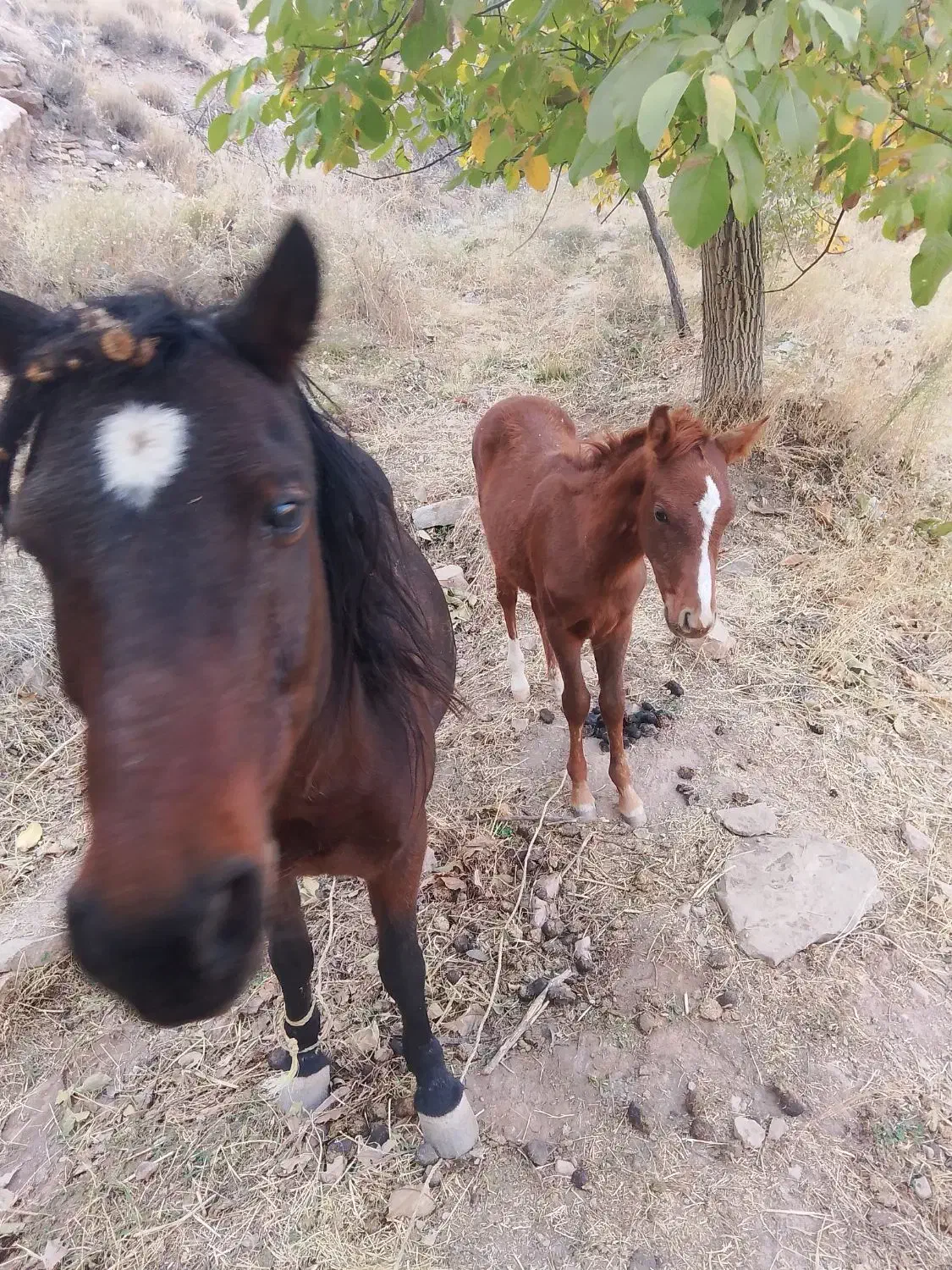 کره مدیون اسب|اسب و تجهیزات اسبسواری|چناران, |دیوار