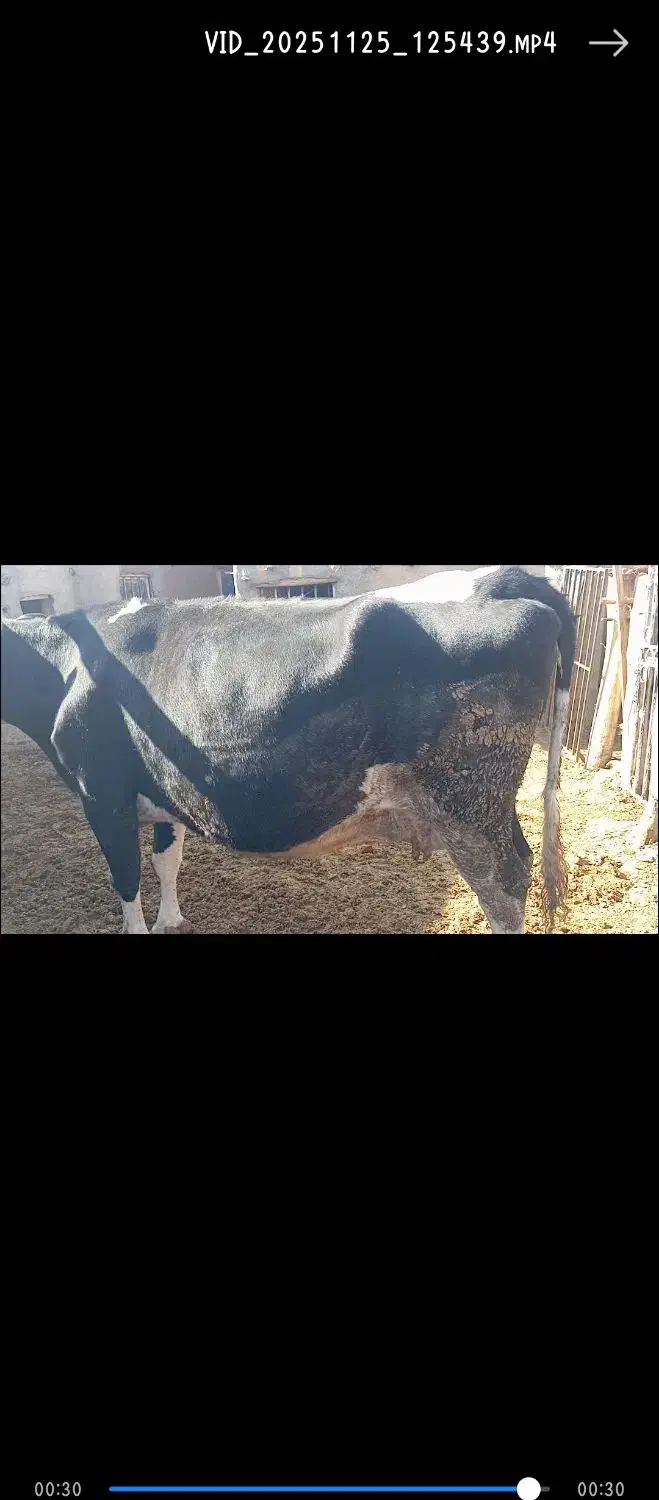 گاو شیری 3شکم زاییده  8ماه آبستن|حیوانات مزرعه|ساوه, |دیوار