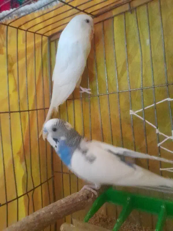 مرغ عشق جفت|پرنده|سبزوار, هفت تیر|دیوار