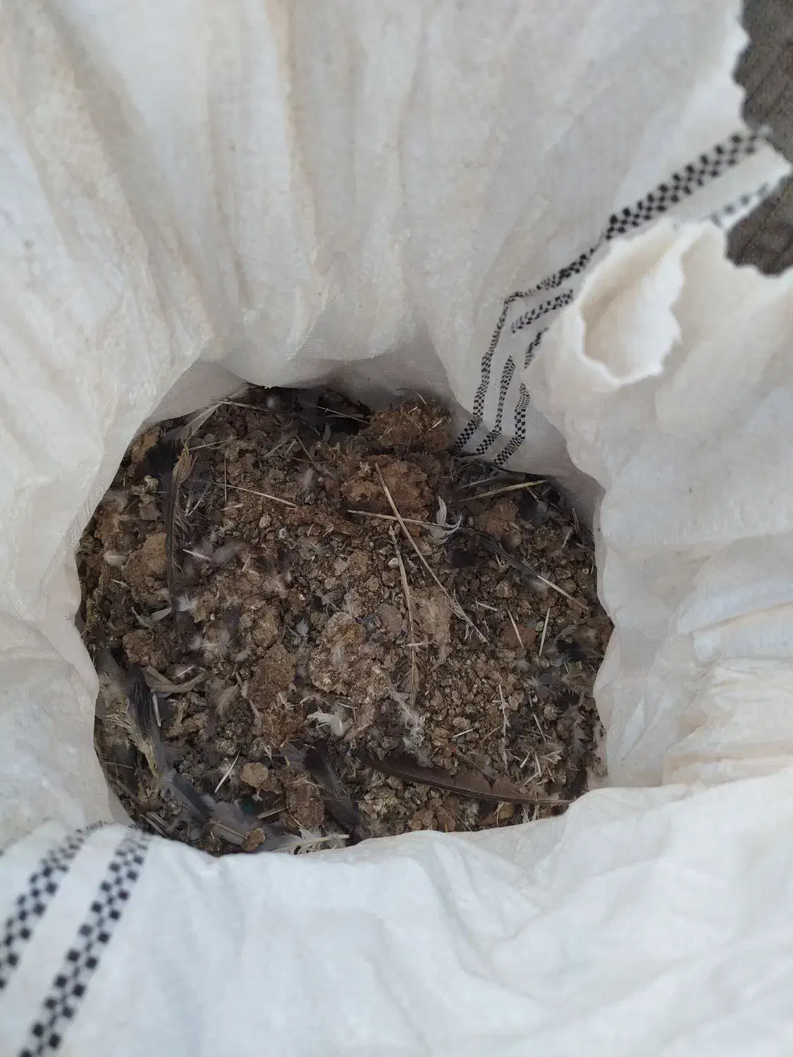 کود کفتری|گل و گیاه طبیعی|یزدان شهر, |دیوار