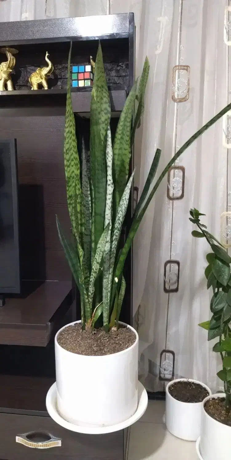 گل های آپارتمانی|گل و گیاه طبیعی|شاهینشهر, مسکن مهر|دیوار