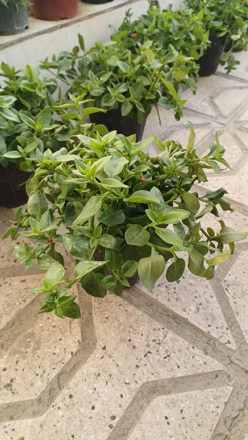 گلدون گل یخ|گل و گیاه طبیعی|مشهد, بلال|دیوار