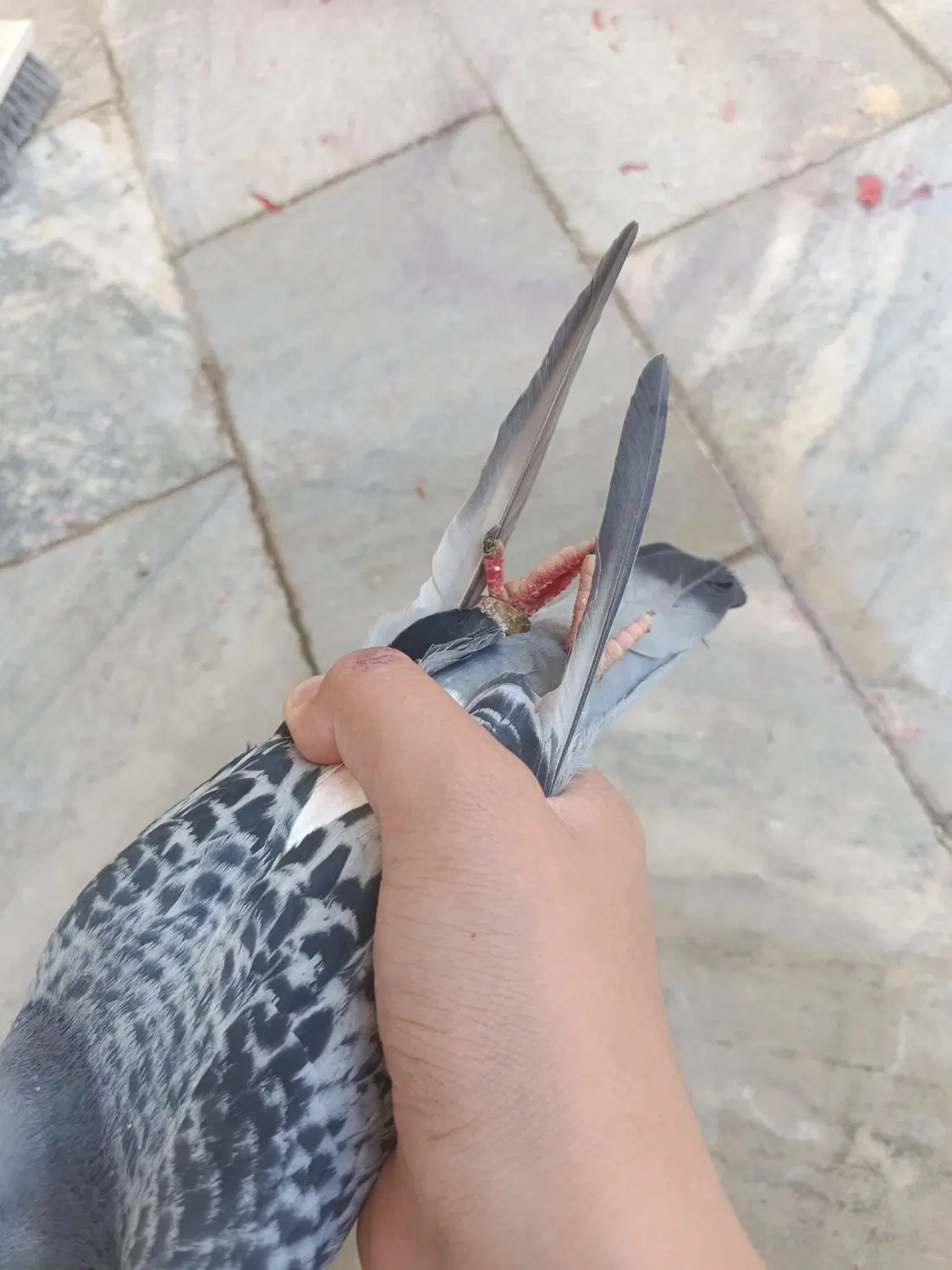 کبوتر .|پرنده|سنندج, |دیوار