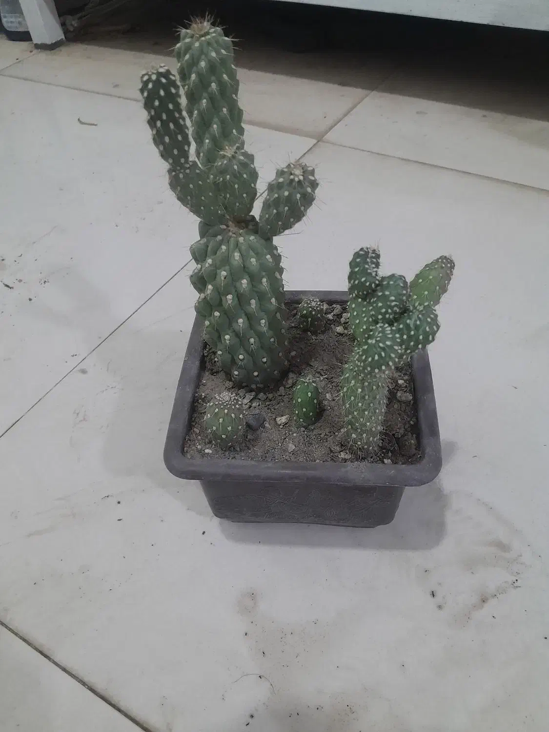 گل آپارتمانی با قیمت مناسب|گل و گیاه طبیعی|بیرجند, |دیوار