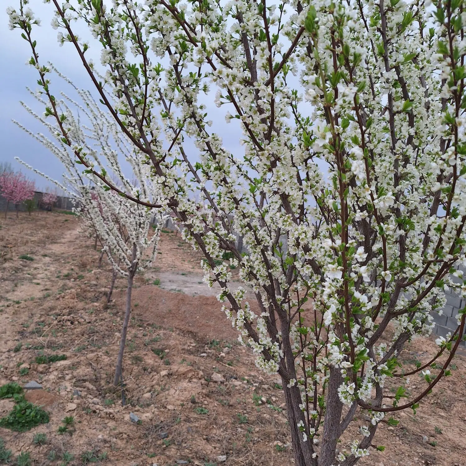 تصویر 4