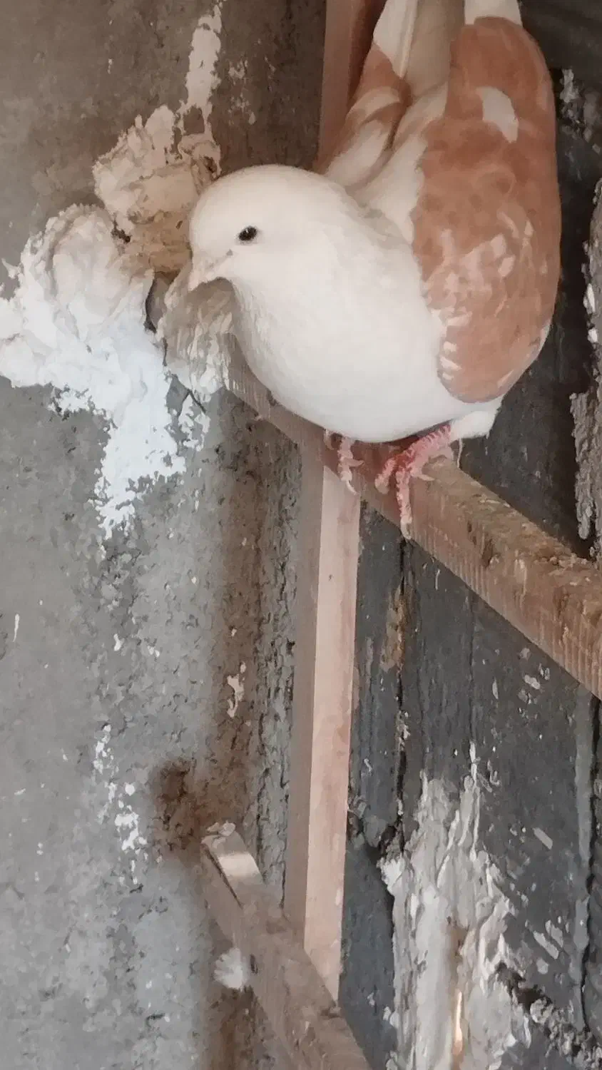 کبوتر|پرنده|فولادشهر, A1|دیوار