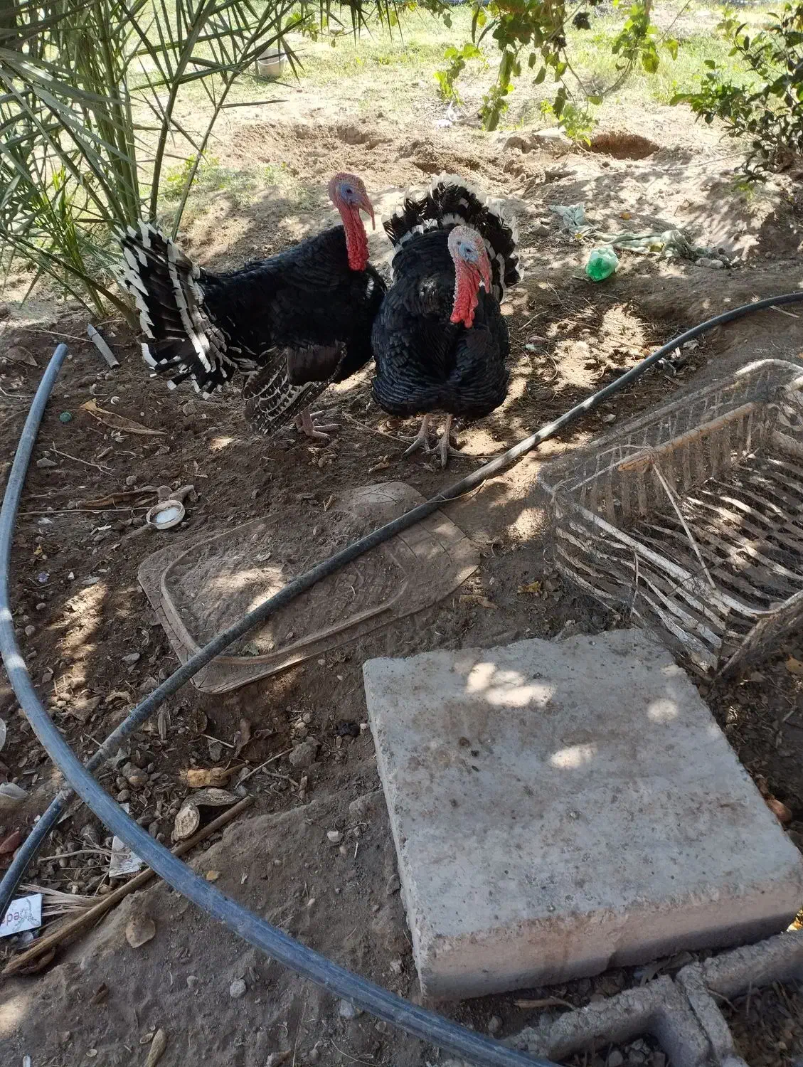 بوقلومون|حیوانات مزرعه|گنبکی, |دیوار