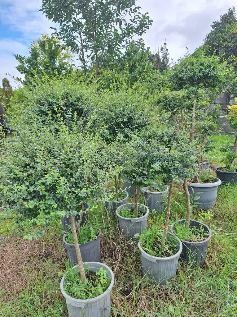 فروش  گلهای بیرونی با تخفیف ویژه|خدمات باغبانی و درختکاری|تنکابن, |دیوار