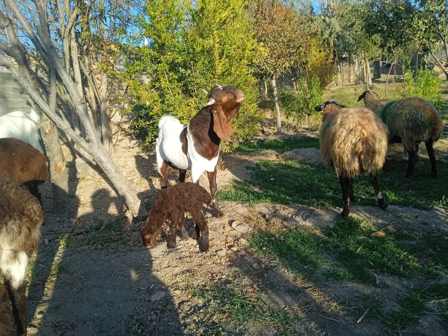بزپاکستانی|حیوانات مزرعه|رضویه, |دیوار