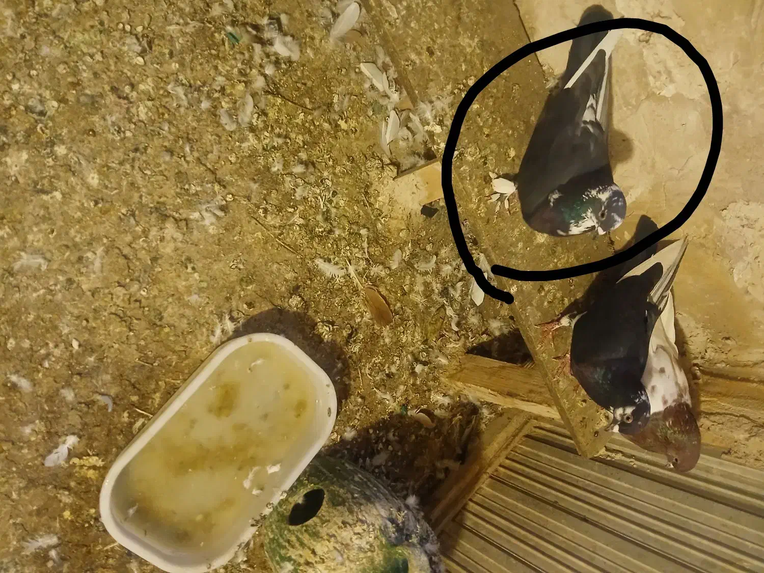 کبوتر|پرنده|تبریز, |دیوار