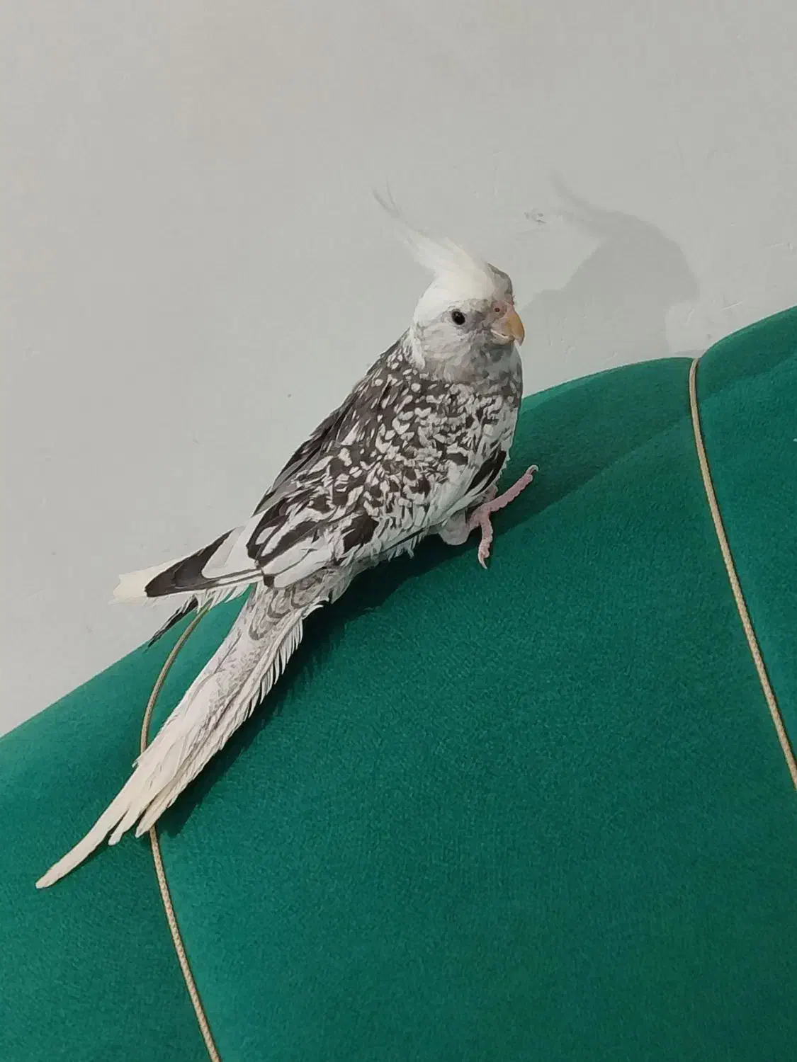 پرنده|پرنده|سیاهکل, |دیوار