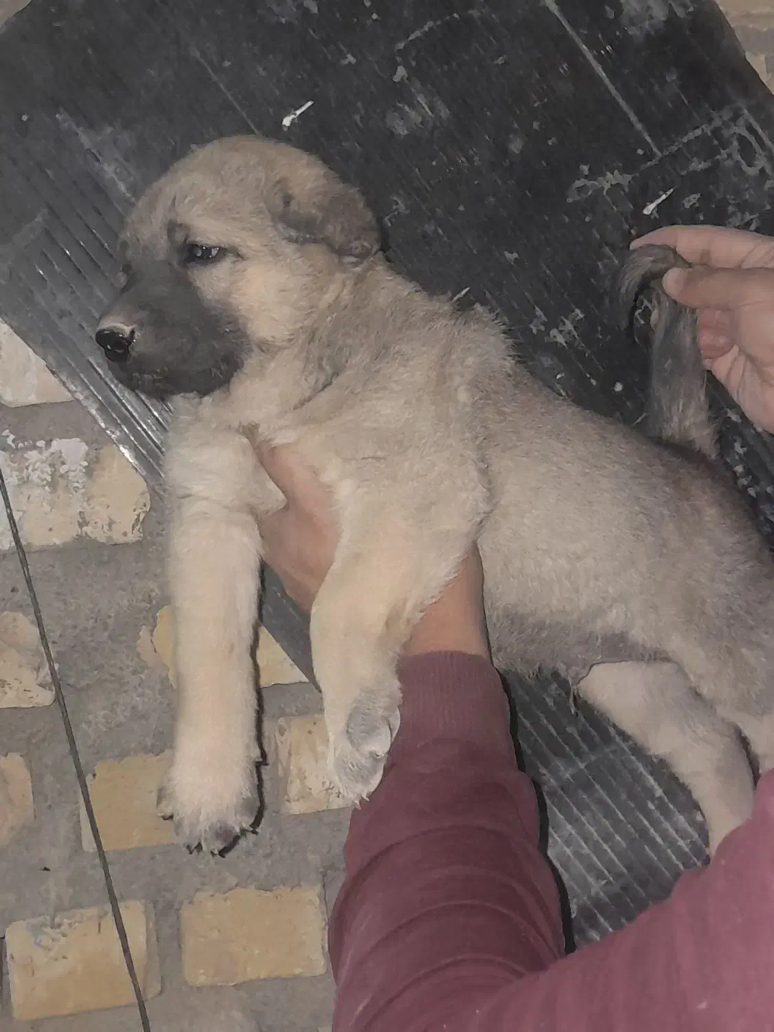 واگذاری سگ پژدر سرابی نگهبان گله|سگ|باقرشهر, |دیوار