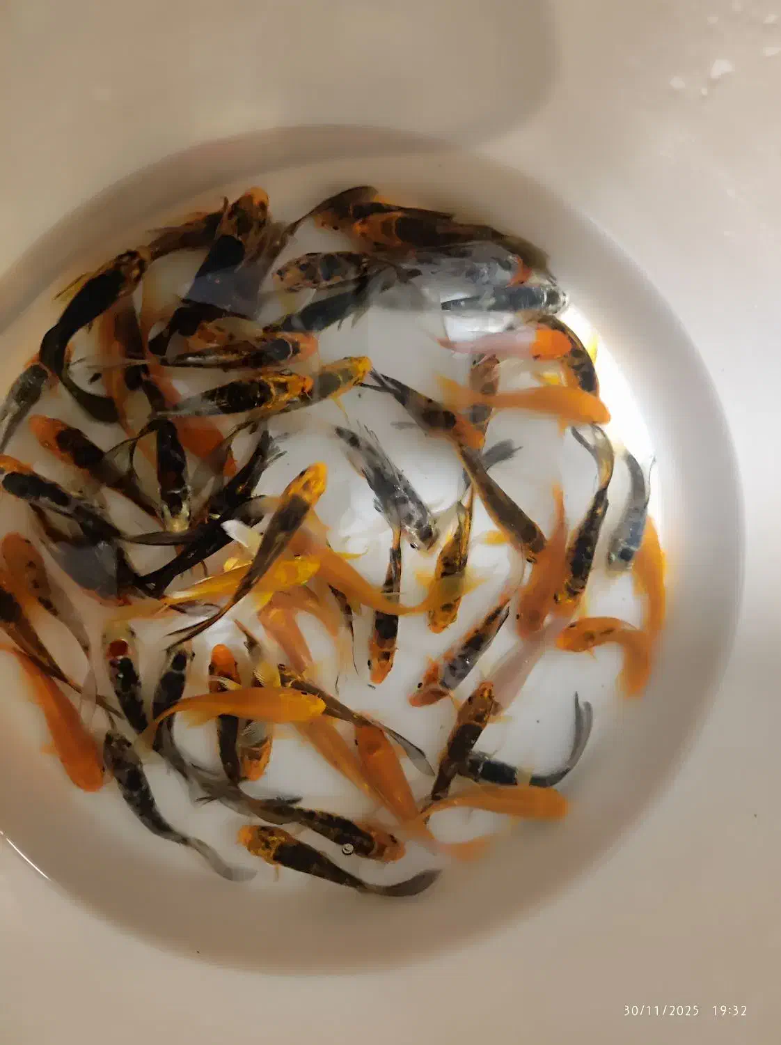 انواع ماهی زینتی|ماهی|همدان, |دیوار