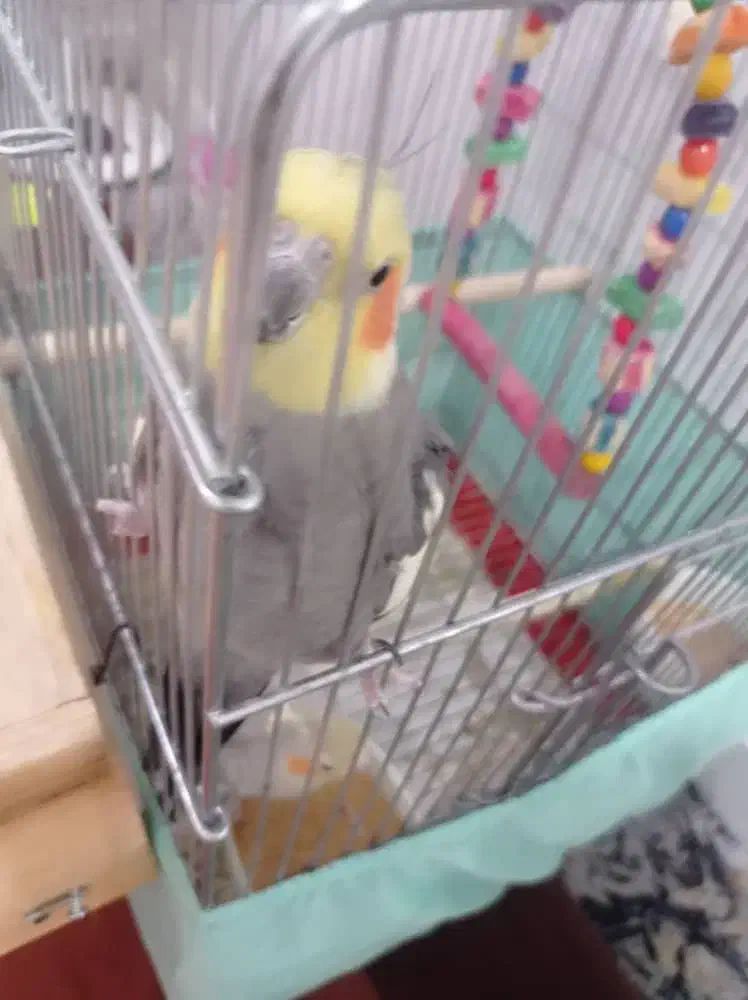 دوتا عروس هلندی جفت ویکی تکی بفروش میرسند|پرنده|اهواز, کوی سعدی|دیوار