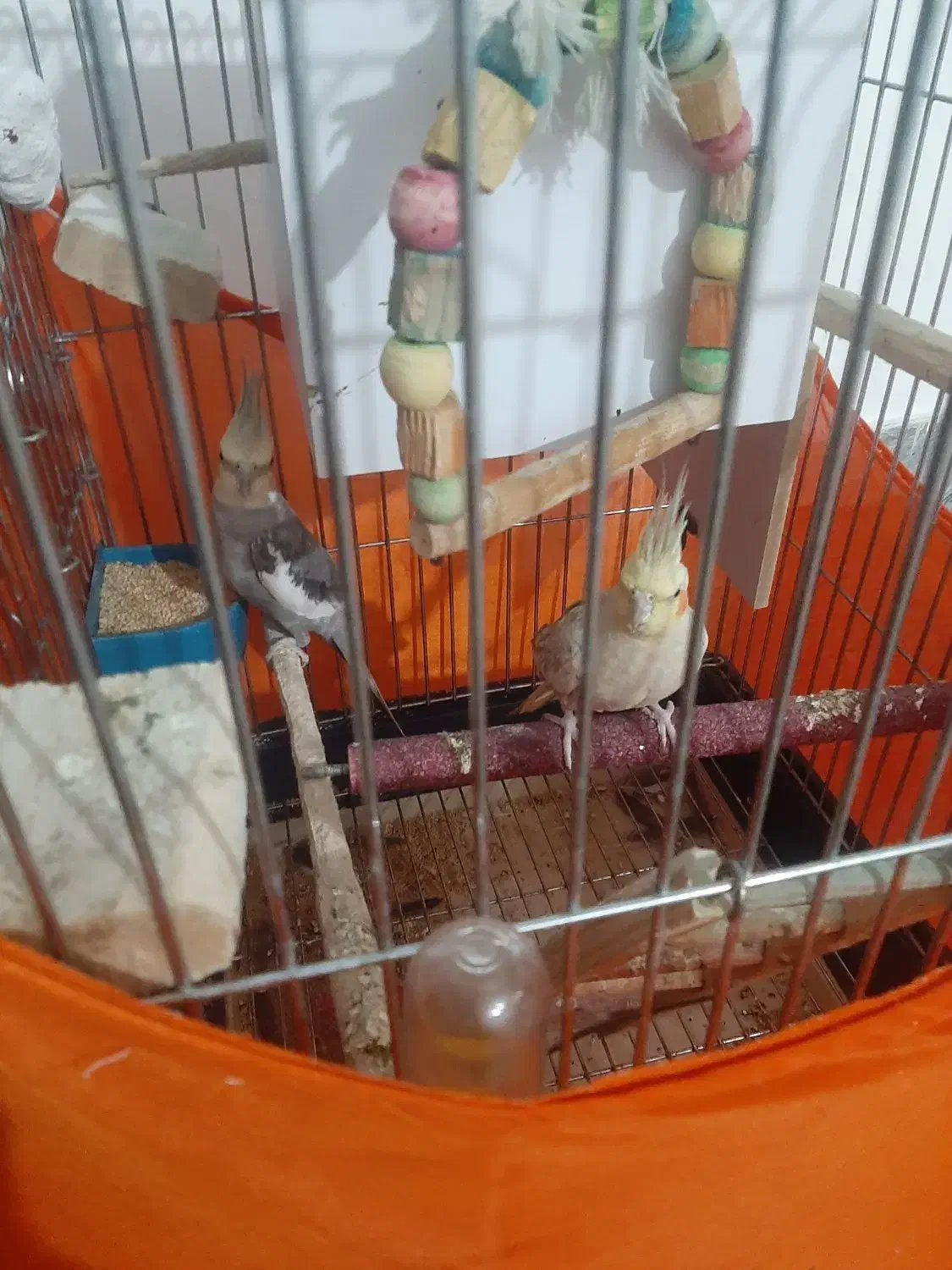 عروس هلندی|پرنده|قدس, شهرقدس|دیوار