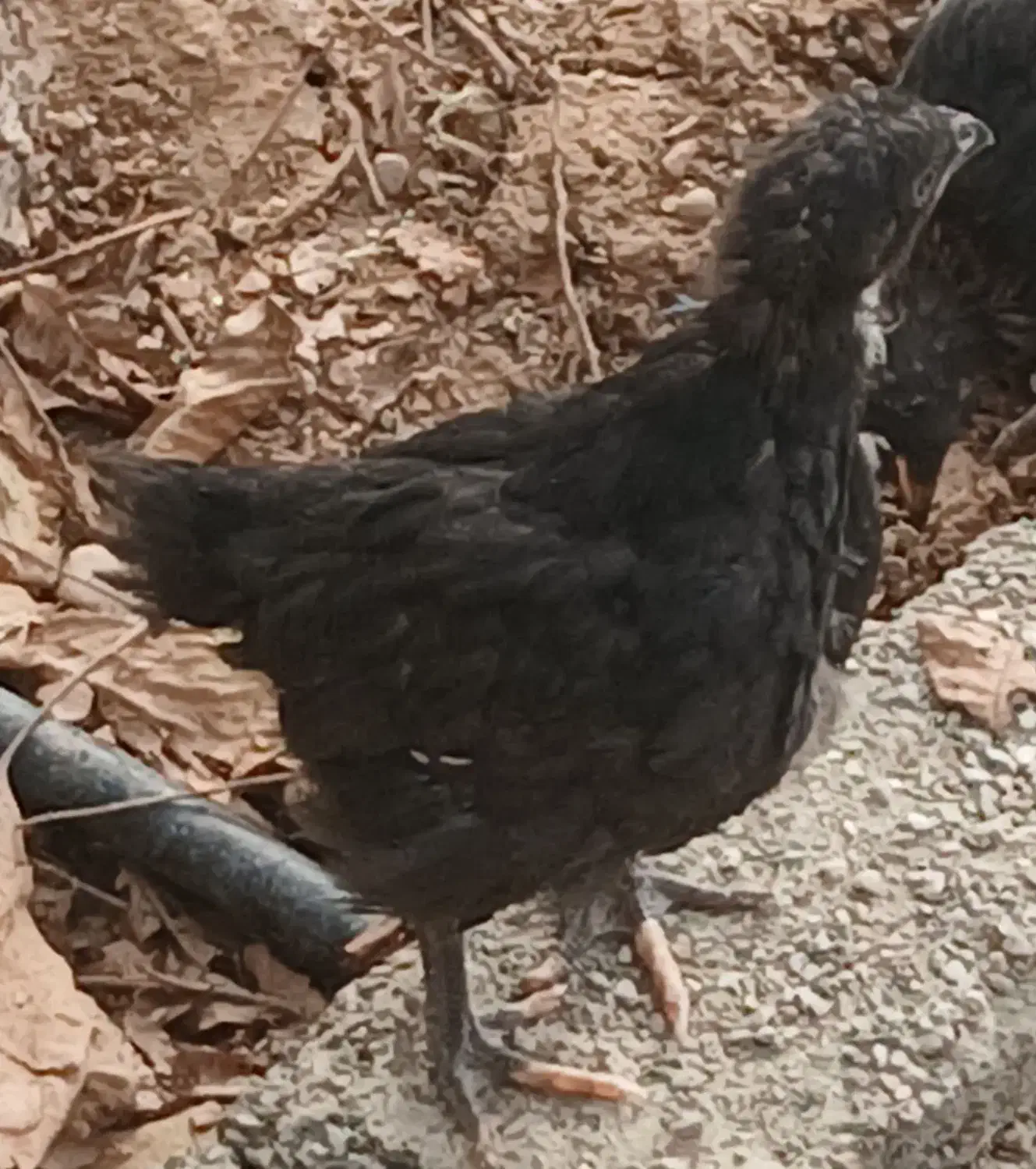 جوجه مرغ سیاه|حیوانات مزرعه|پاکدشت, پاکدشت (مامازند)|دیوار