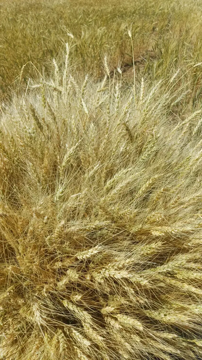 فروش گندم|عمدهفروشی|ماهنشان, |دیوار