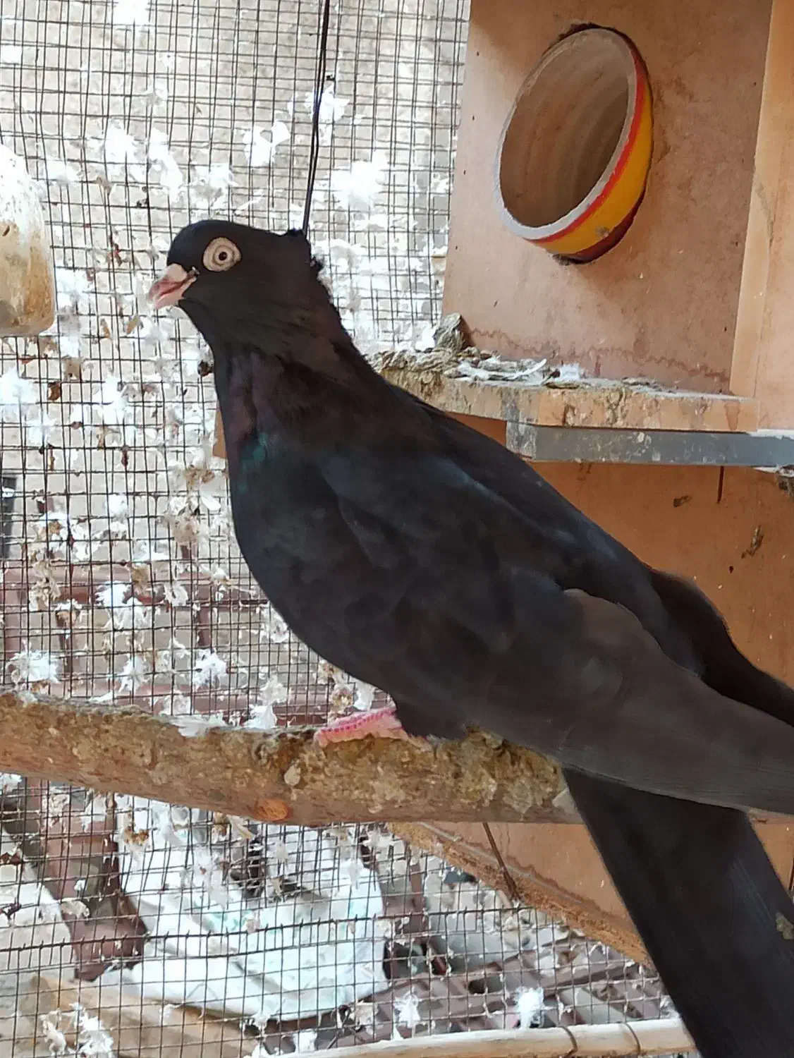 صرب|پرنده|ریز, |دیوار