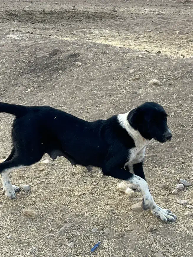 ماده قدرجونی یکسال نیم قد بالا۹۰|سگ|خرم‌آباد, |دیوار