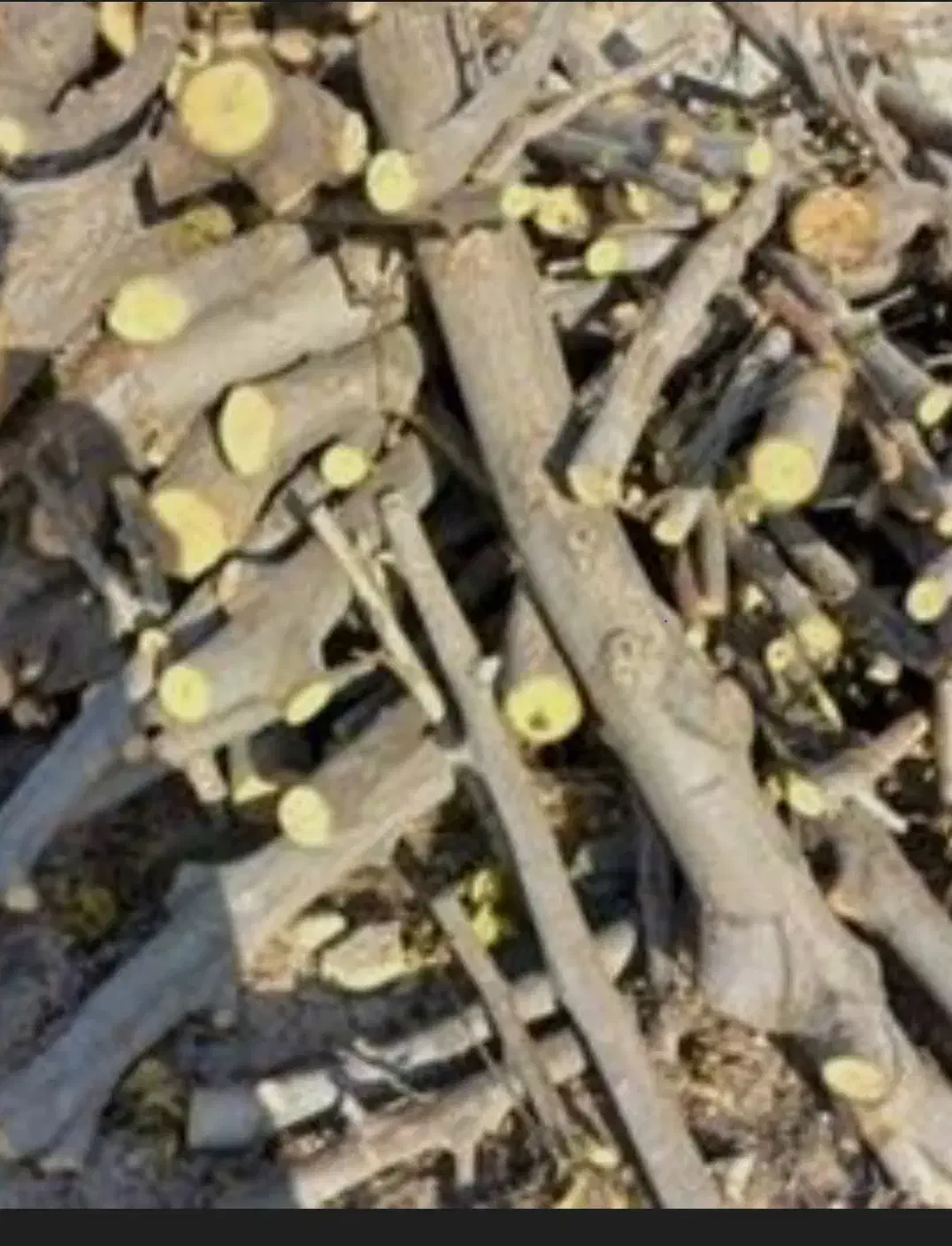 خریدار انواع چوب هیزمی|خدمات باغبانی و درختکاری|کاشان, دشت لتحر|دیوار