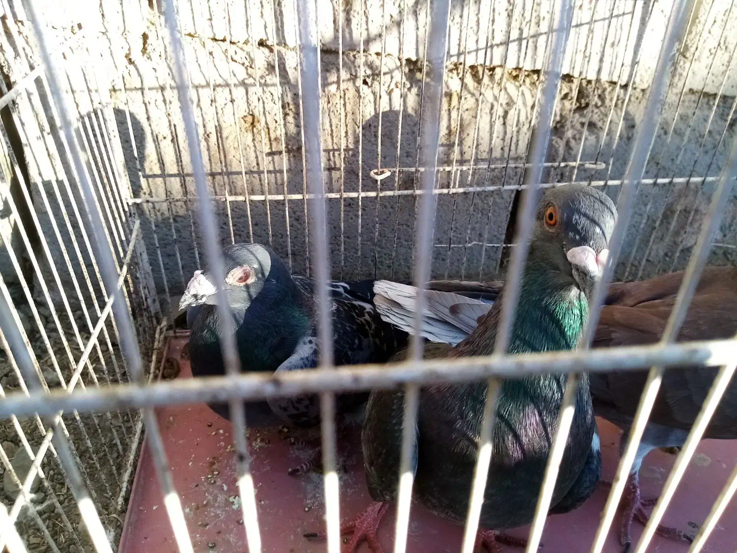 کبوتر آلمانی نر دوتا یه دونه آبگل نر|پرنده|خوشاب, |دیوار