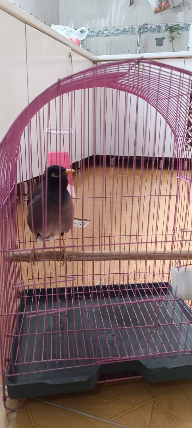 فروش مرغ مینا سخنگو|پرنده|تکاب, |دیوار